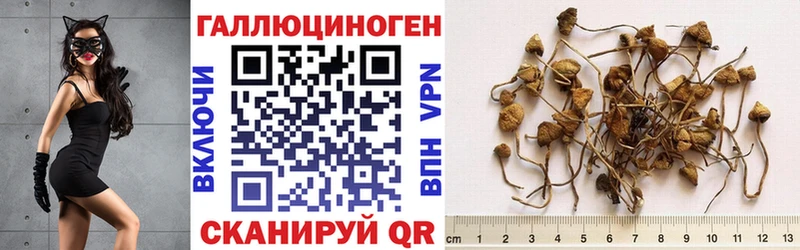 где купить наркоту  Новороссийск  Псилоцибиновые грибы Cubensis 